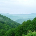 Forêt verdoyante (2)