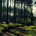 Forêt FB Cover HD (2).jpg