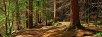 Forêt FB Cover HD (9).jpg