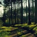 Forêt FB Cover HD (10).jpg