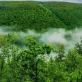 Forêt FB Cover HD (12).jpg