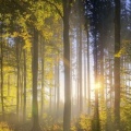 Levé de soleil en forêt (2)