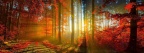 Magnifique forêt