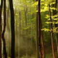 Soleil à travers les arbres