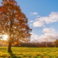 Arbre dans la prairie