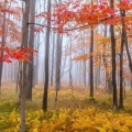 Brume dans la foret - Photographie