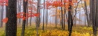 Brume dans la foret - Photographie