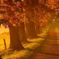 Chemin automne