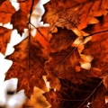 Feuilles automne