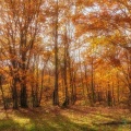 Magnifique clairiere en automne