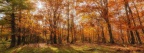 Magnifique clairiere en automne