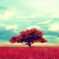 Arbre seul photo style retro