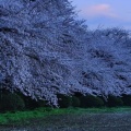 Arbres en fleurs