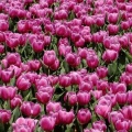 Fond d'écran Tulipes