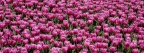 Fond d'écran Tulipes