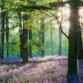 Printemps en forêt