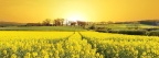 Fleurs jaunes champs 851x315