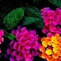 Fleurs Wallpaper