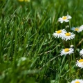 Marguerites