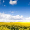 Champs de fleurs