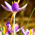 Premières fleurs du printemps