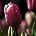 Tulipes Photo facebook