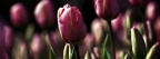 Tulipes Photo facebook