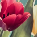 Photo Tulipes