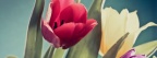 Photo Tulipes