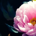 Fleur rose printemps facebook 851x315