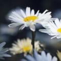 Belles Marguerites