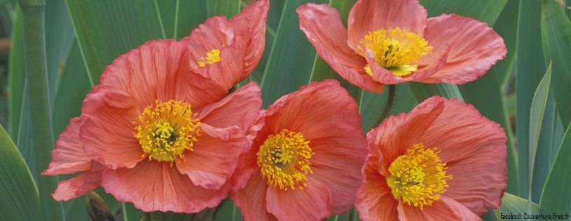 Coquelicots_-_Couverture_FB__4.jpg