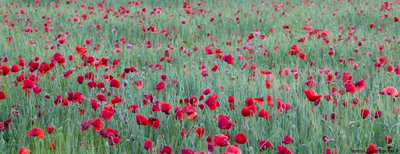 Coquelicots_-_Couverture_FB__6.jpg