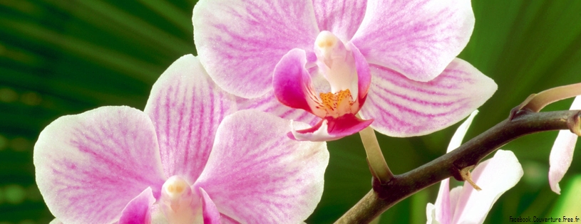 Orchidees_-_FB_Cover_11.jpg