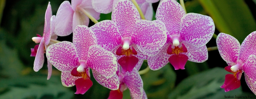 Orchidees - FB Cover 18