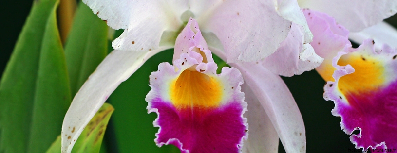 Orchidees - FB Cover 3