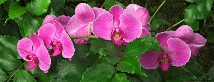 Orchidees - FB Cover 5