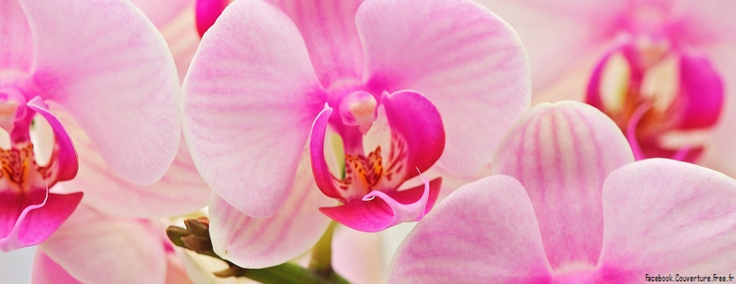 Orchidees - FB Cover 6