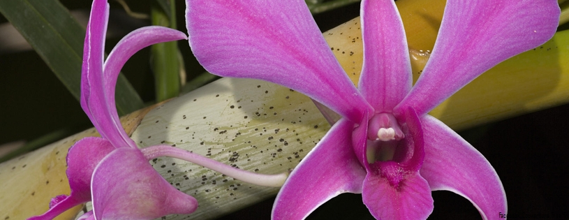 Orchidees - FB Cover 8