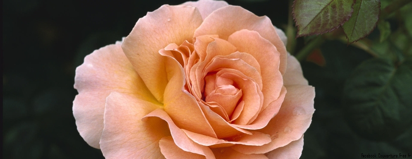 Roses_-_Facebook_couverture__13_.jpg