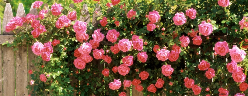 Roses_-_Facebook_couverture__6_.jpg