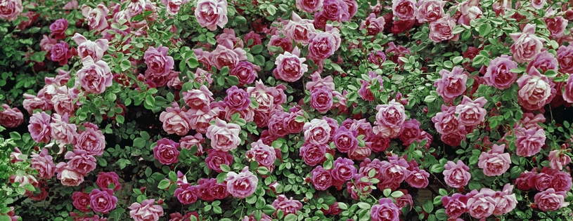 Roses_-_Facebook_couverture__7_.jpg