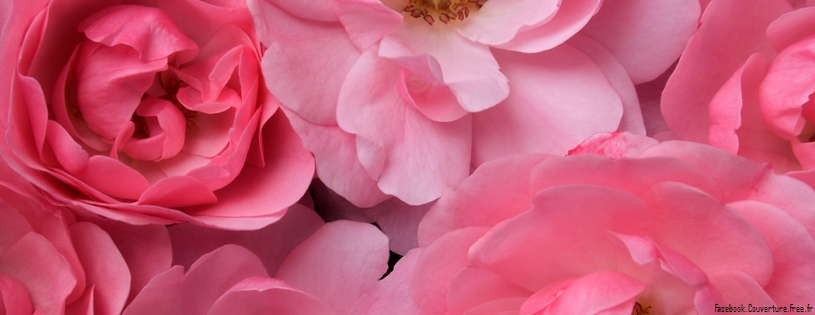 Roses_-_Facebook_couverture__8_.jpg