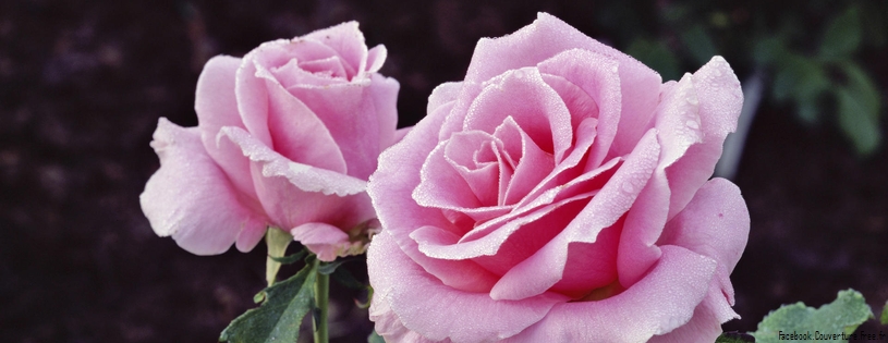 Roses_-_Facebook_couverture__9_.jpg