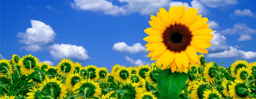 Tournesols_-_FB_Cover_1.jpg