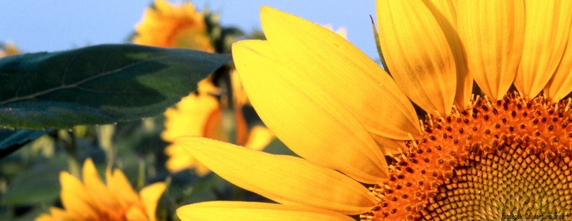 Tournesols_-_FB_Cover_10.jpg