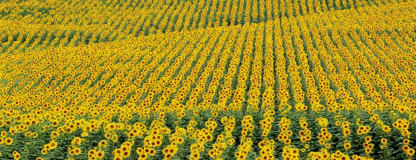 Tournesols - FB Cover 11