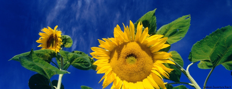 Tournesols - FB Cover 12