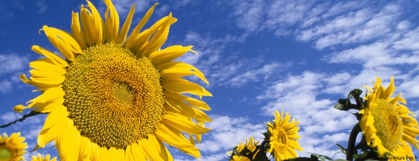 Tournesols - FB Cover 3