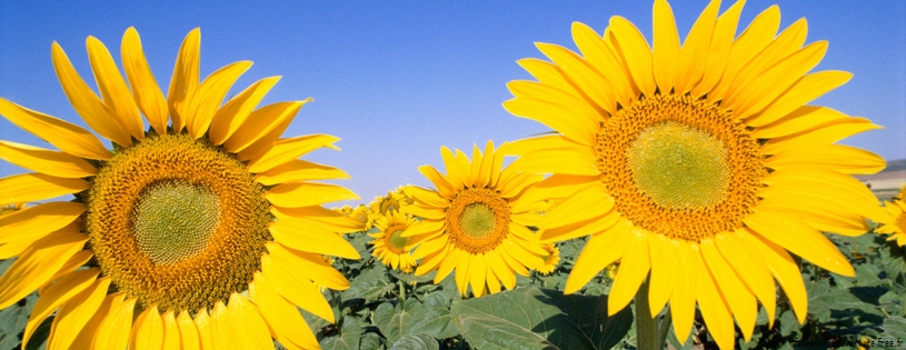 Tournesols_-_FB_Cover_4.jpg